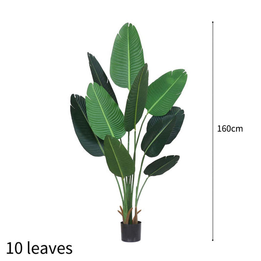 160cm Bird of paradise plant