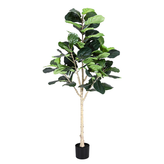 180cm Fiddle Tree