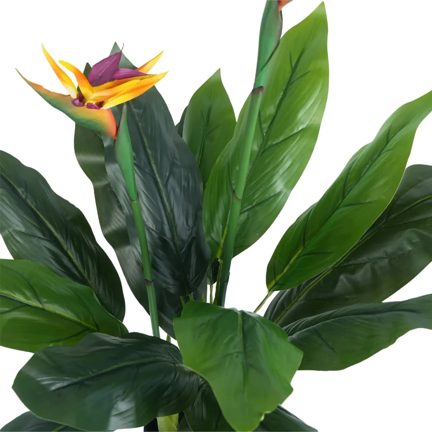 Bird of Paradise Plant 110cm