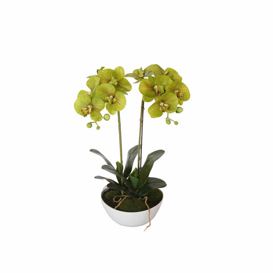 Two Stem Butterfly Orchid 50cm