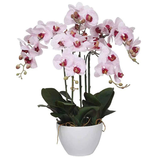 Multi-Stem Butterfly Orchid 66cm