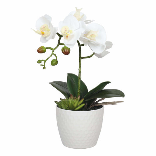 White Phalaenopsis Orchid 35cm