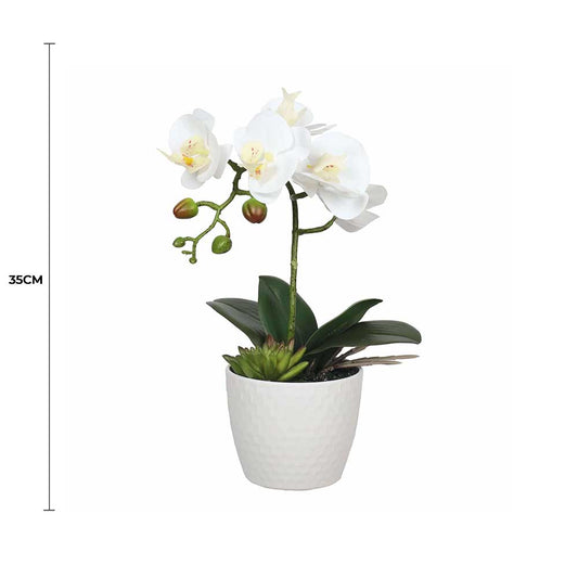 White Phalaenopsis Orchid 35cm