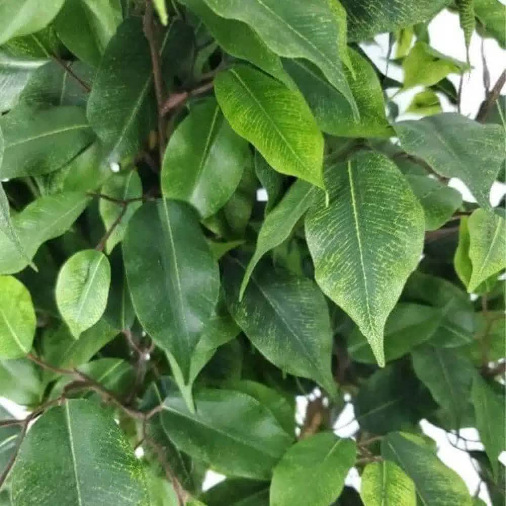 Ficus Tree 160cm