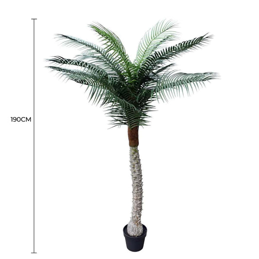 Tropical Phoenix Palm Tree 190cm