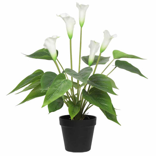 White Peace Lily / Calla Lily Plant 50cm