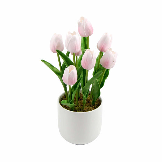 Pink Tulip Plant 35cm