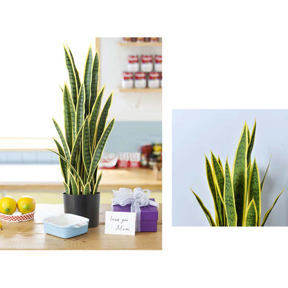 70cm Artificial Yellow Edge Tiger Plant