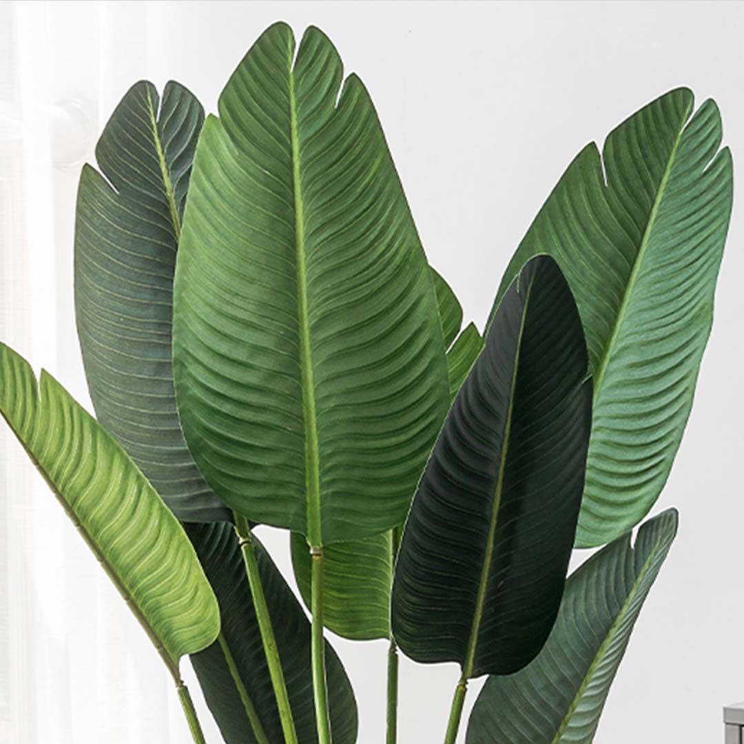160cm Bird of paradise plant
