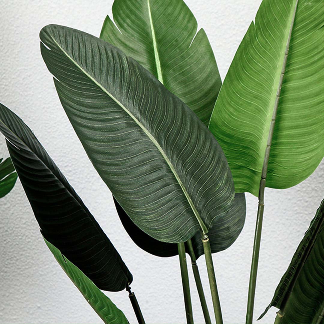 160cm Bird of paradise plant