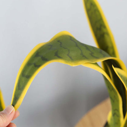 95cm Artificial Yellow Edge Tiger Plant