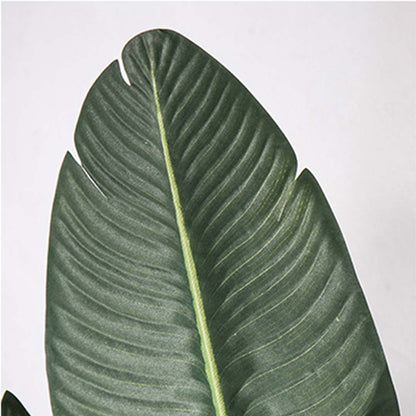 160cm Bird of paradise plant