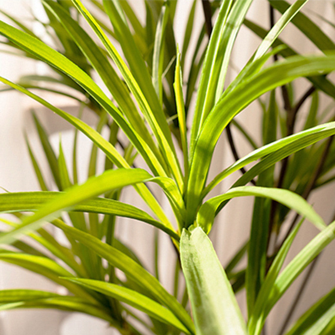 120cm Artificial Dracaena Dragon Tree
