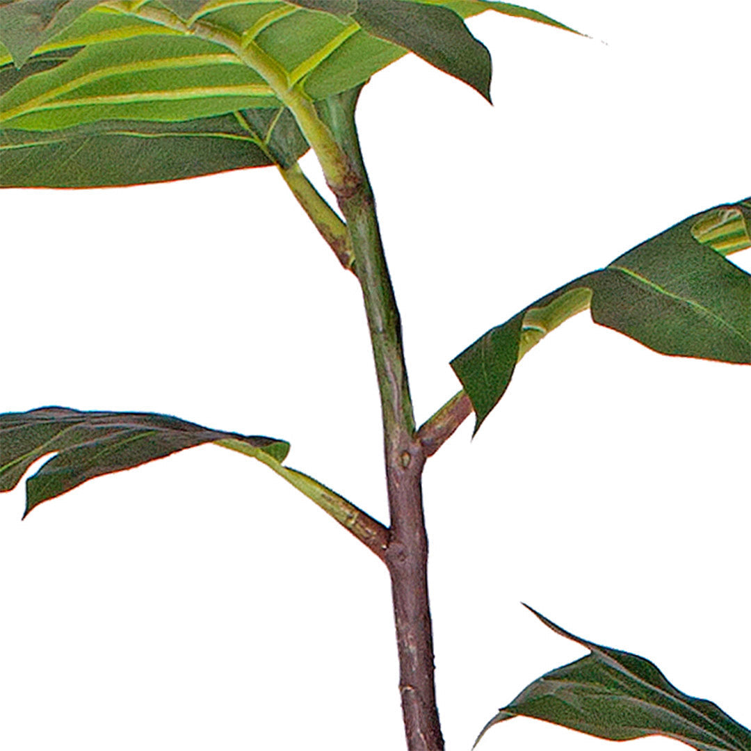 150cm Artificial Split-Leaf Philodendron Tree