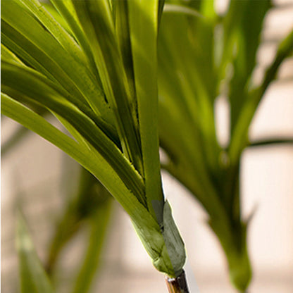 90cm Artificial Dracaena Dragon Tree