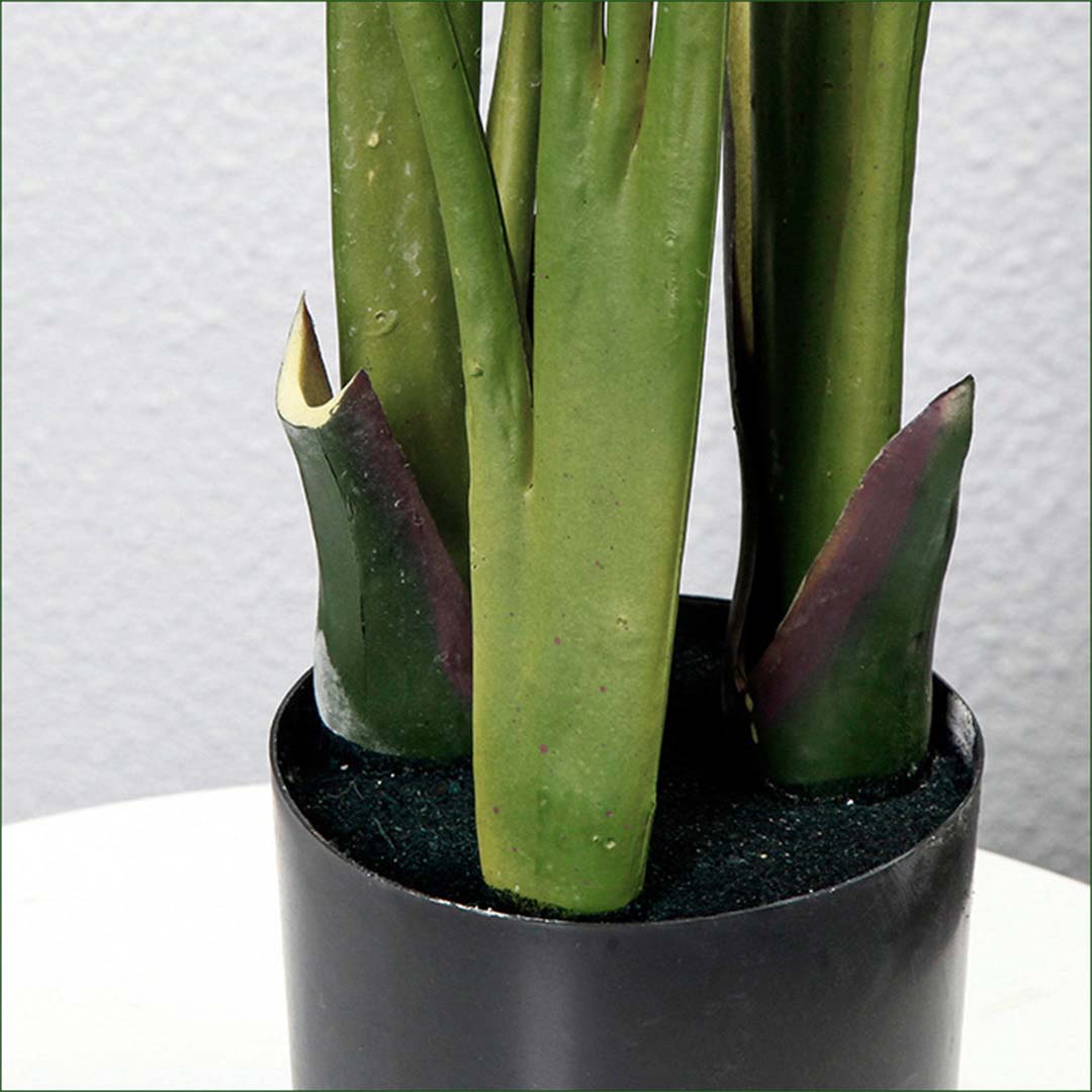 160cm Bird of paradise plant