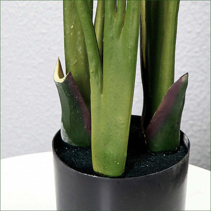 160cm Bird of paradise plant