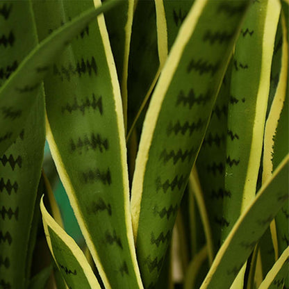 95cm Artificial Yellow Edge Tiger Plant