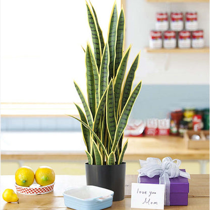 70cm Artificial Yellow Edge Tiger Plant