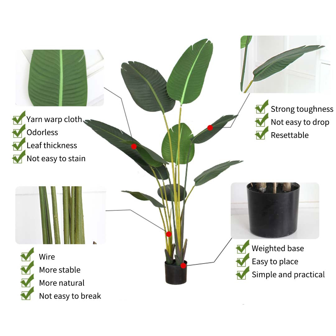 160cm Bird of paradise plant