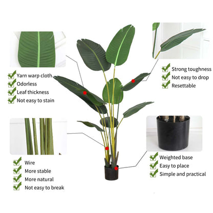 160cm Bird of paradise plant
