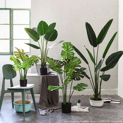 160cm Bird of paradise plant