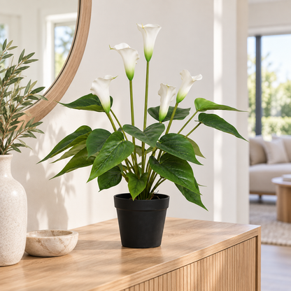 White Peace Lily / Calla Lily Plant 50cm