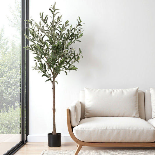 Olive Tree 155cm