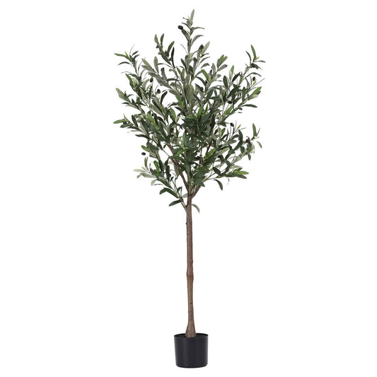 Olive Tree 155cm