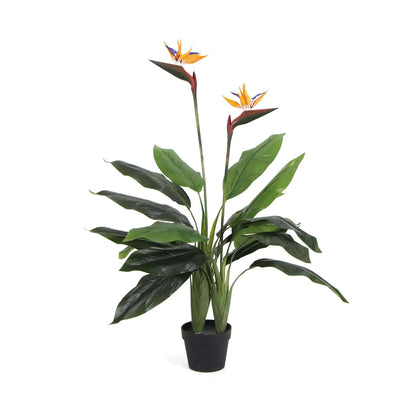 Bird of Paradise Plant 110cm