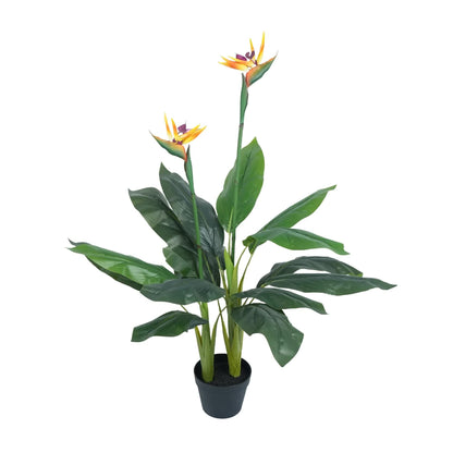 Bird of Paradise Plant 110cm
