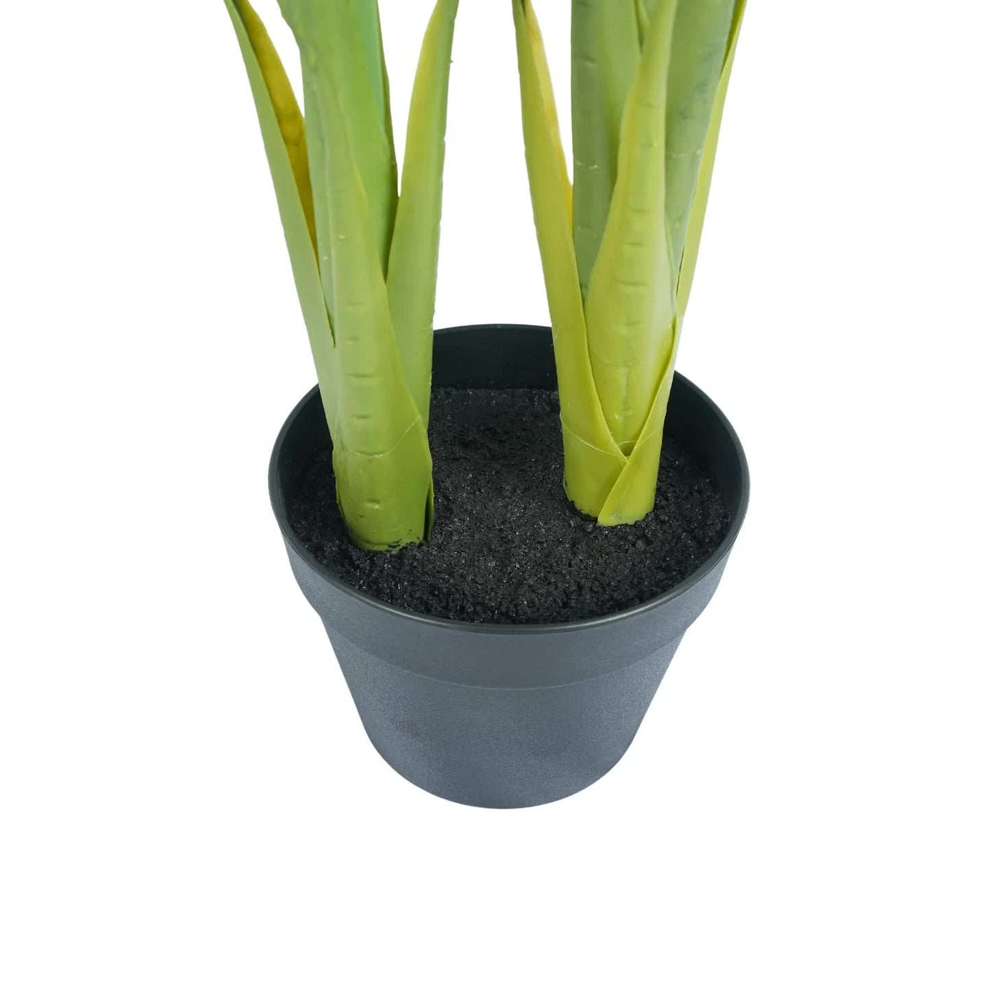 Bird of Paradise Plant 110cm