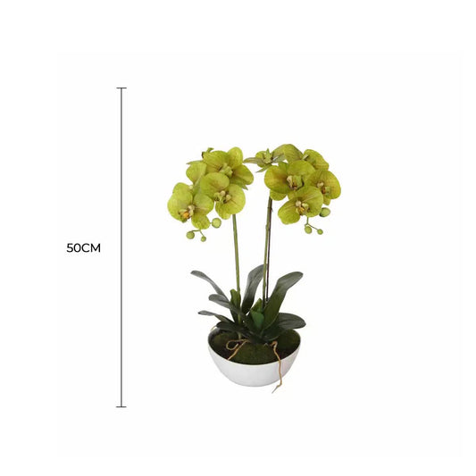 Two Stem Butterfly Orchid 50cm
