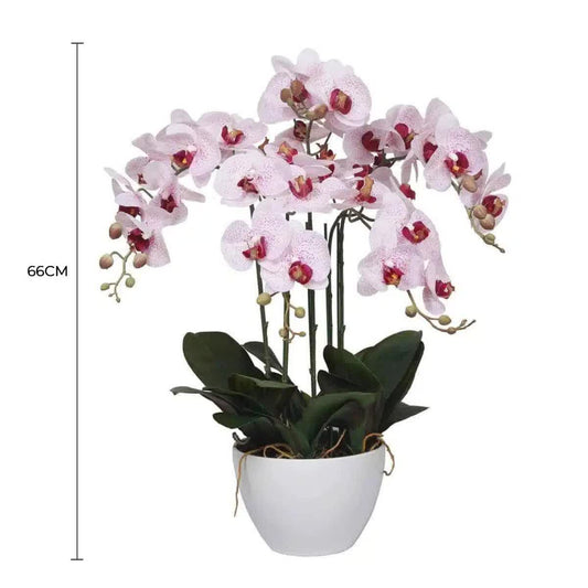 Multi-Stem Butterfly Orchid 66cm
