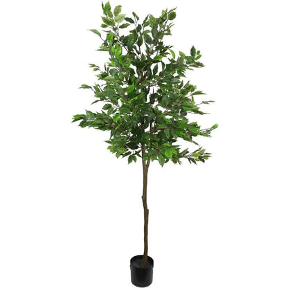 Ficus Tree 160cm