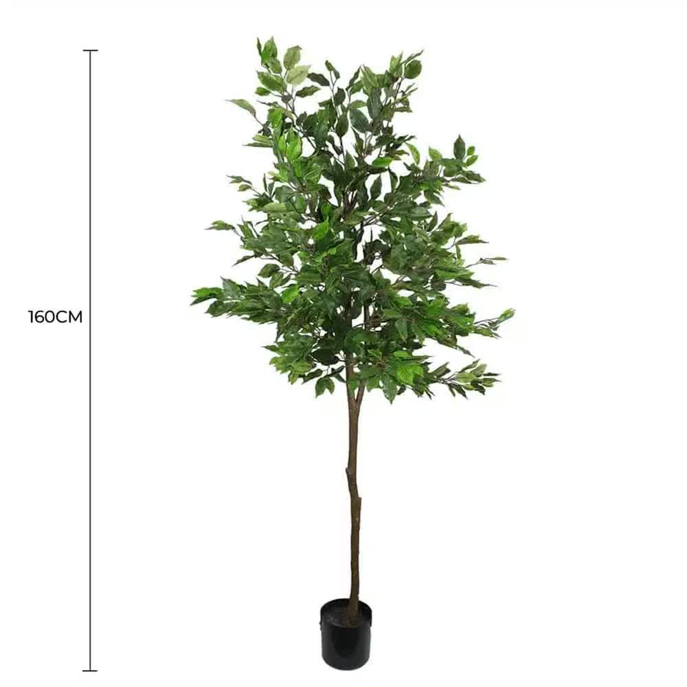 Ficus Tree 160cm