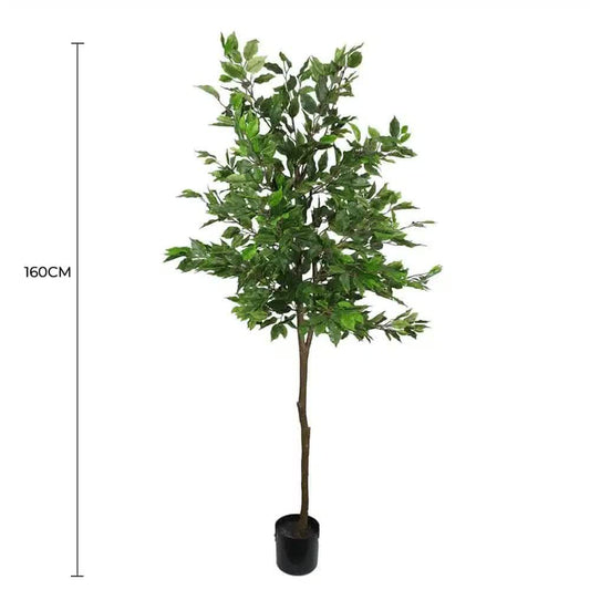 Ficus Tree 160cm