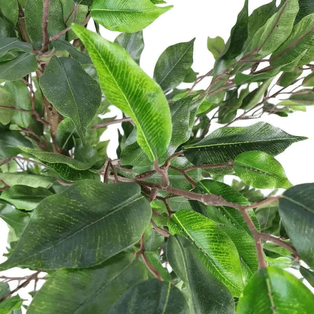 Ficus Tree 160cm