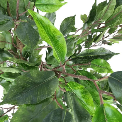 Ficus Tree 160cm