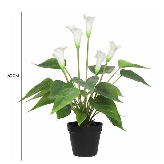 White Peace Lily / Calla Lily Plant 50cm