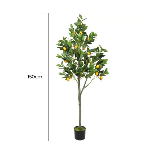Lemon Tree 150cm
