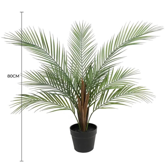 Small Areca Palm 80cm
