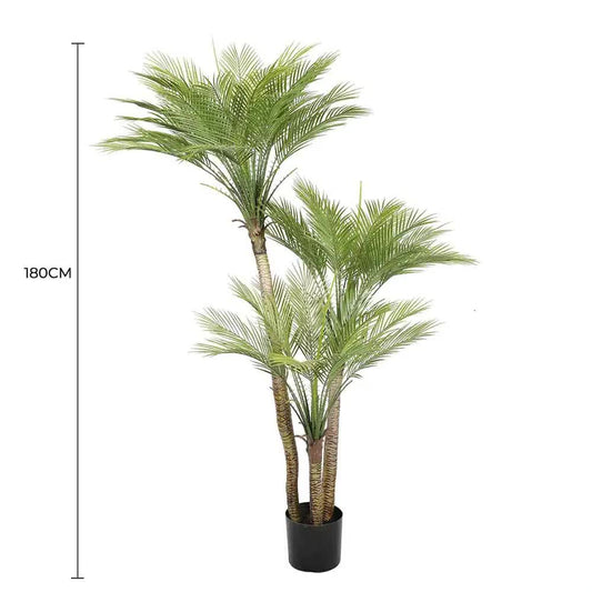 Parlour Palm Tree 180cm Multi Trunk
