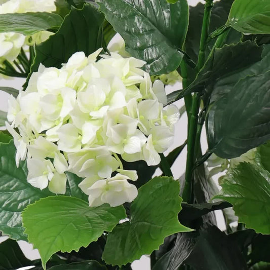Flowering White Hydrangea Tree 90cm