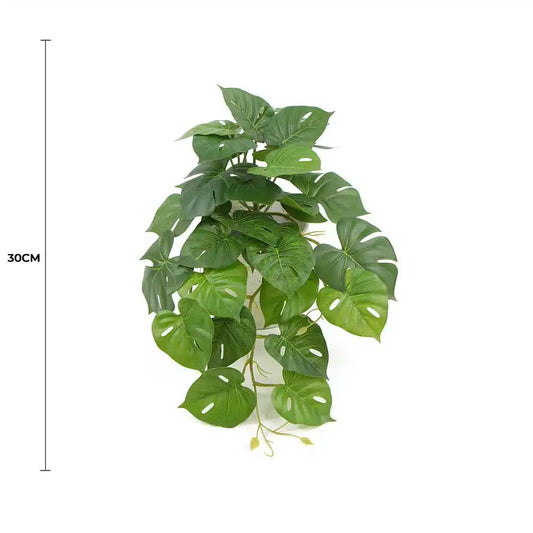 Monstera Plant in Ceramic Pot 30cm