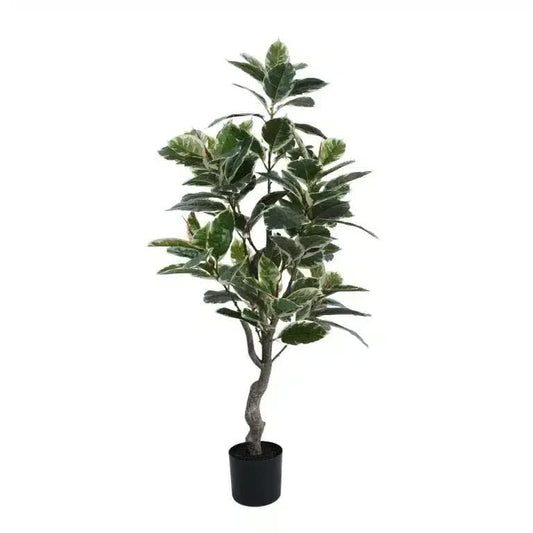 Variegated Ficus Tree (Rubber Tree) 120cm