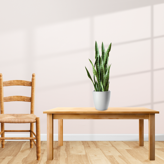 97cm Artificial Indoor Snake Plant