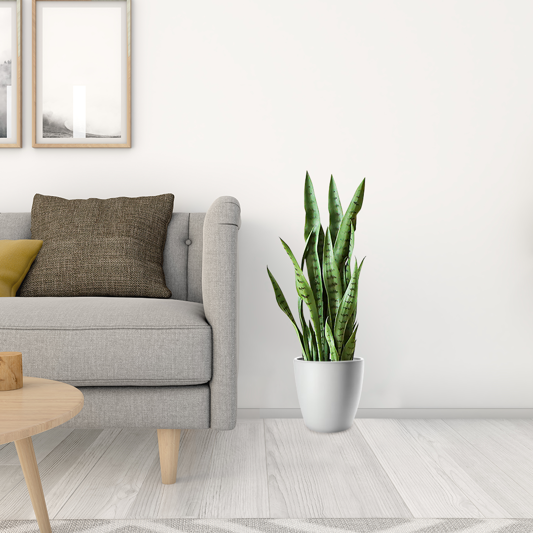 97cm Artificial Indoor Snake Plant
