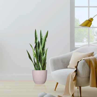 97cm Artificial Indoor Snake Plant
